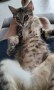 Nala (4)5